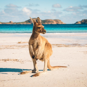 Kangaroo in Australia.