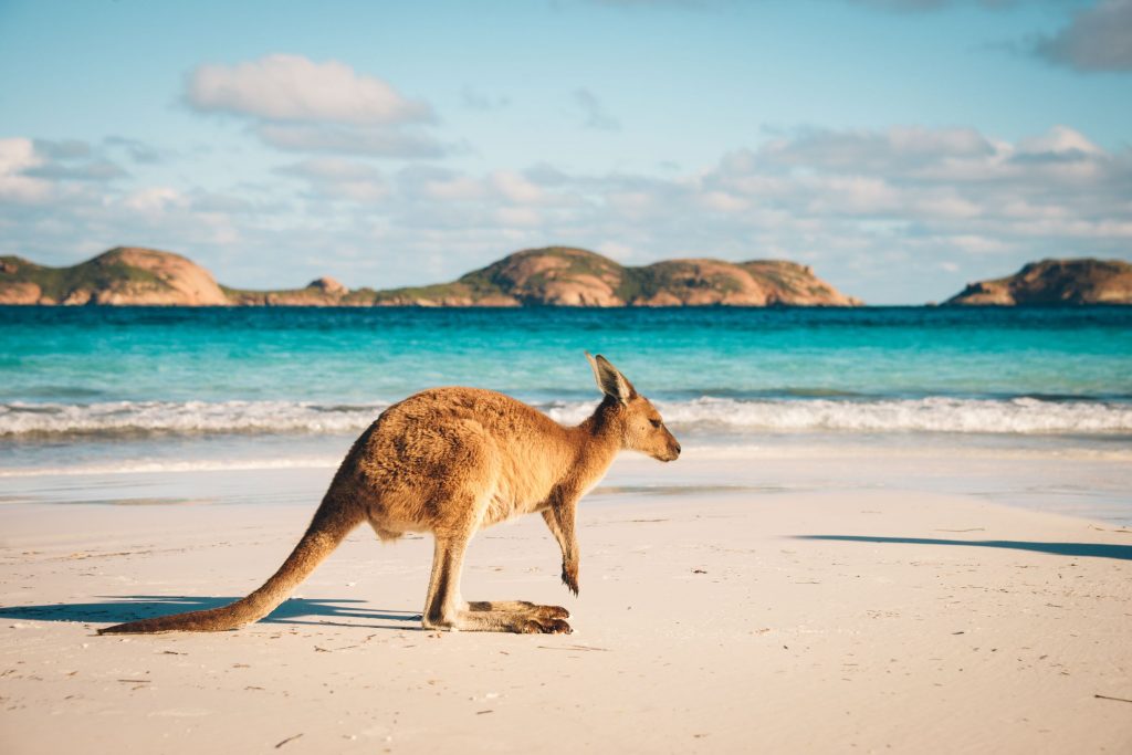 Kangeroo on a beach in Australia, with Islands in the background.
